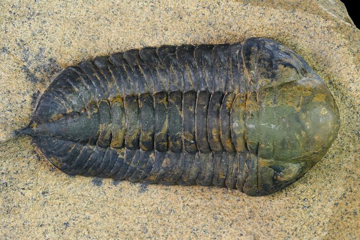 Ordovician Trilobite (Sokhretia?) - Erfoud, Morocco #171228